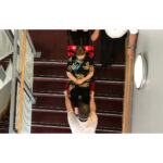 Evacuation Chair Standard Operator Training for 6-24 Delegates